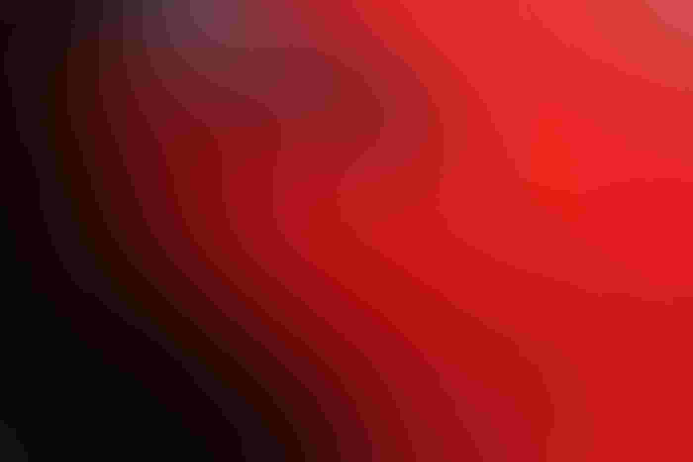 The inflatable gular pouch of a Great Frigatebird fills most of the frame, the bird’s greyish bill in the upper left corner of the image lies across part of the sac. Small black feathers dot the bright red pouch.