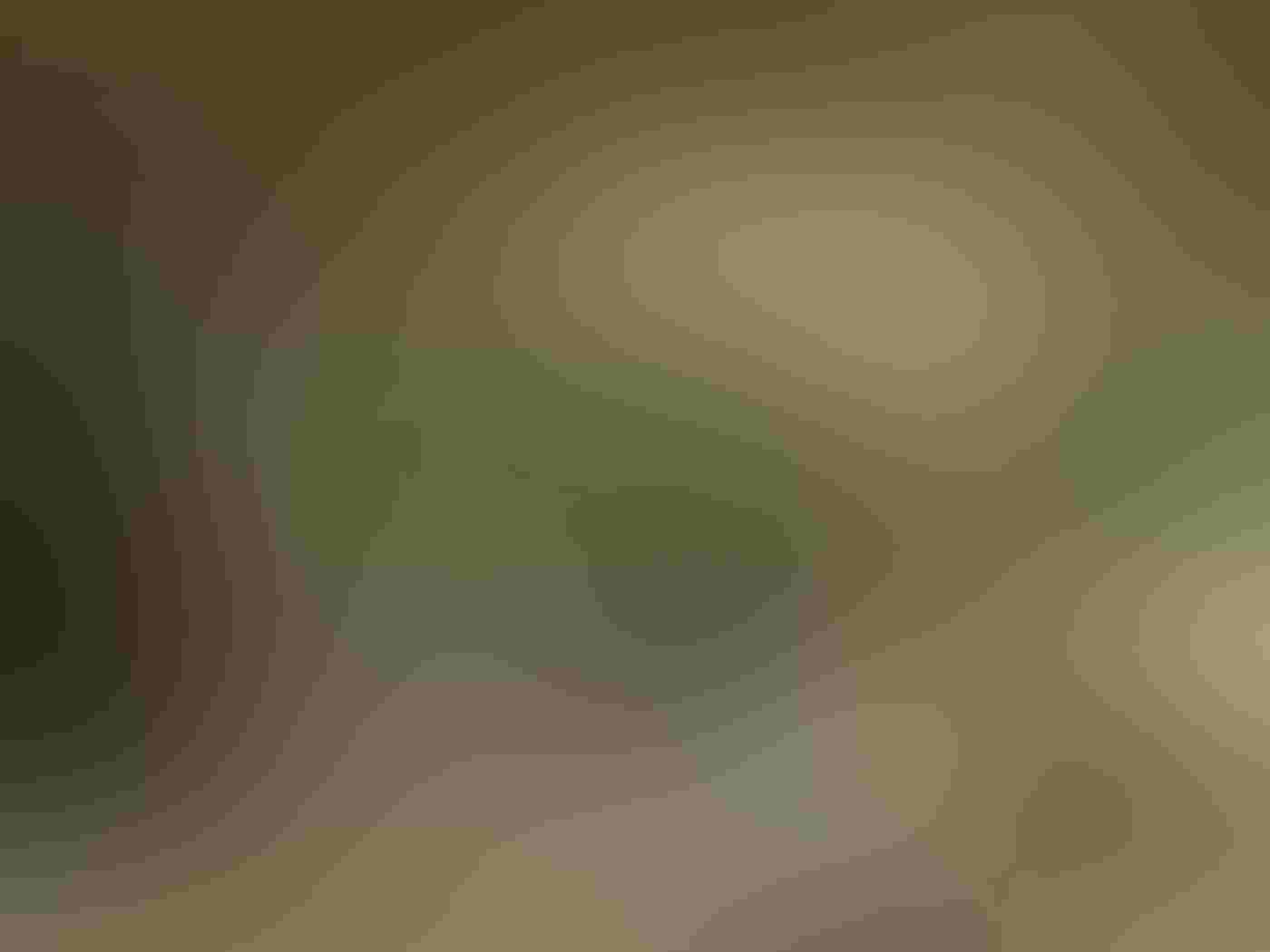 A Louisiana Waterthrush stands in profile on a rock in the right of the frame against a blurred green background, its tail to the sky and its head dipped near the moss-covered rock as water rushes by.