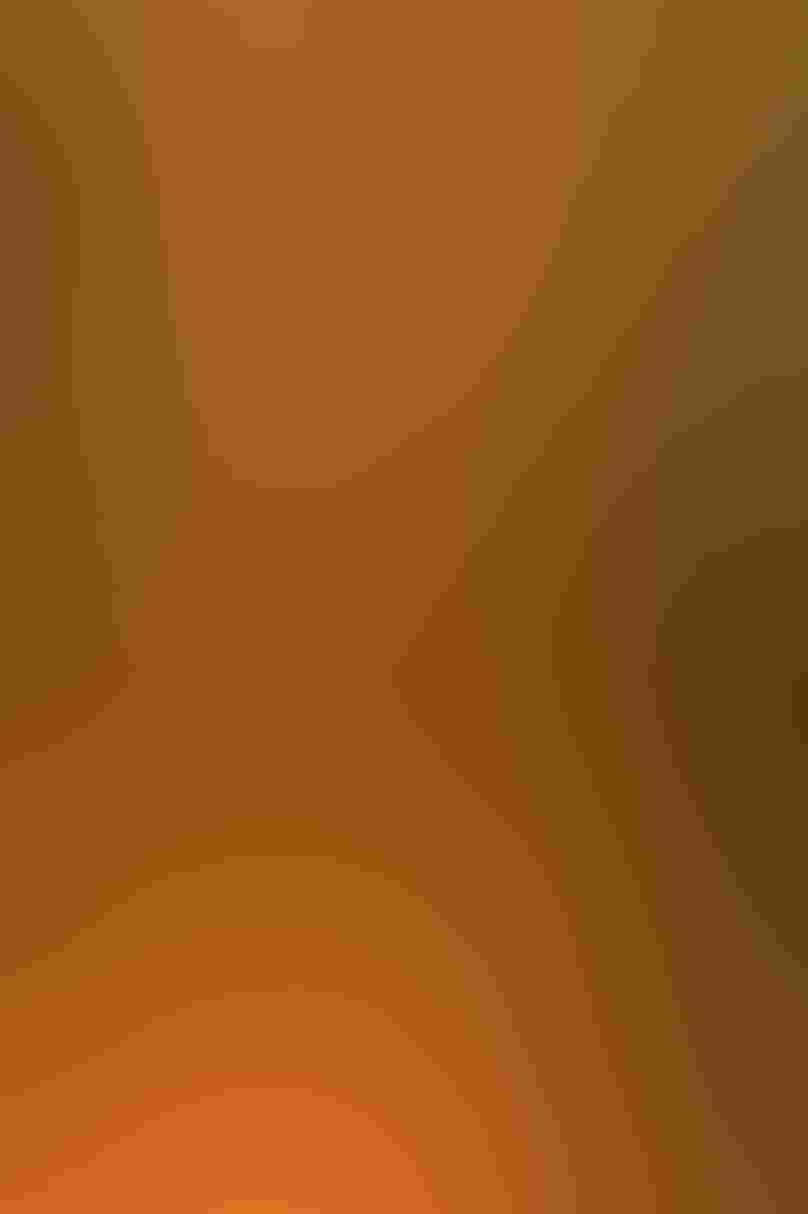 A flock of birds fills the top of the image, silhouetted against an orange background. Their spread-out wings and tails glow like fire. Most of the birds are slightly blurred except the bird in the center, which is in sharp focus, facing the camera.