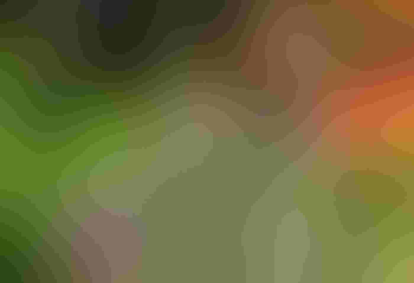 An Anna's Hummingbird, wings outstretched behind it, sips from a spray of water droplets. Behind the bird are bright, blurred colors from orange, blue, and purple flowers, framing the droplets and hummingbird.