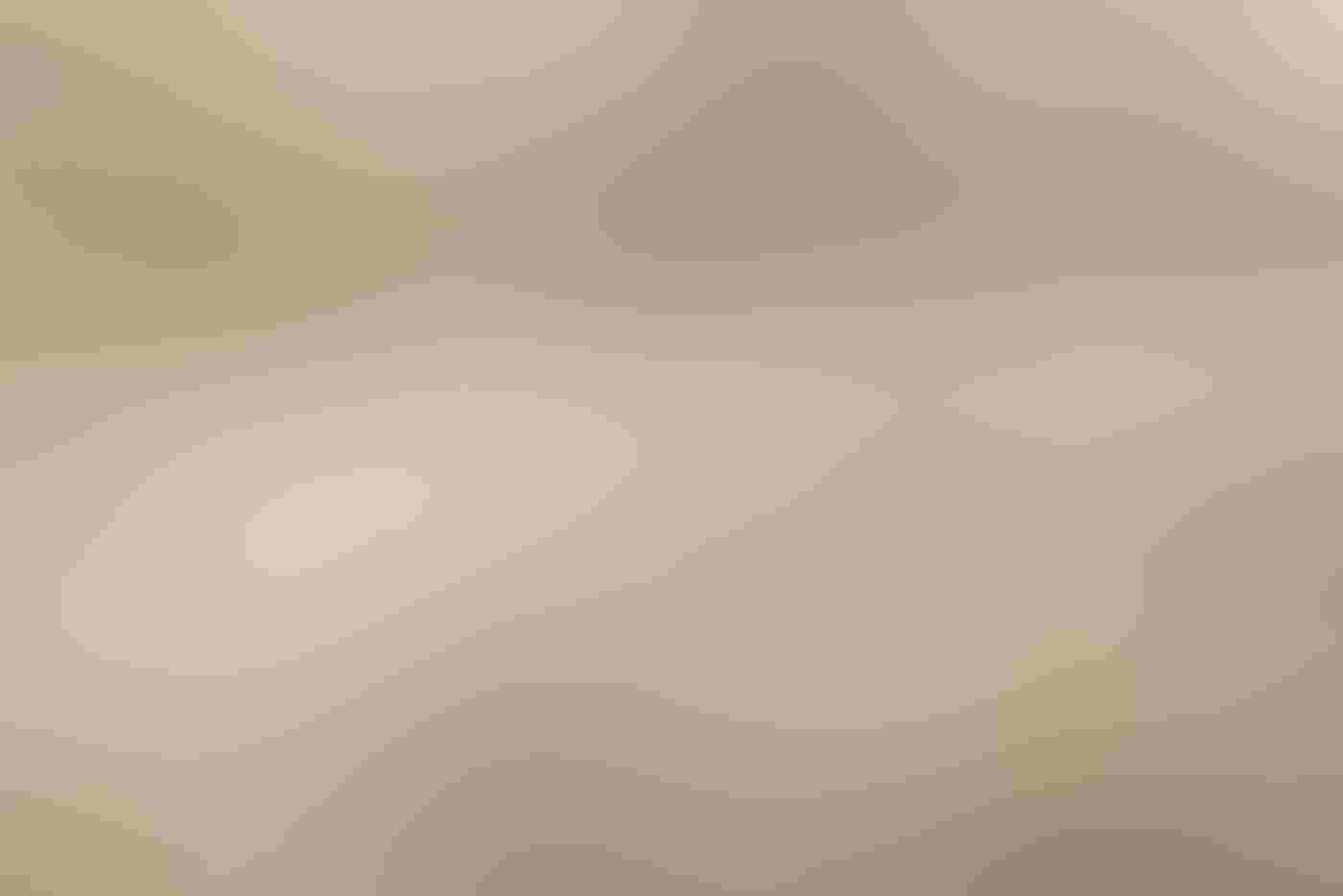 A Barred Owl perches in a large live oak tree draped with pale Spanish moss. Three evenly spaced limbs of the tree cross the frame horizontally, covered in green moss, as the owl sits on the middle limb, looking down with its feathers slightly fluffed.