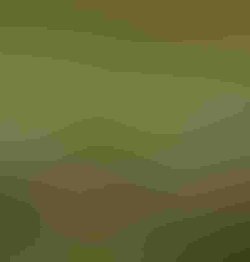 A bee-eater with an emerald green breast and yellow throat sits on a branch that bisects the image. The bird’s bill is open, its head back, as a bee floats mid-air, poised to be eaten. The bird and bee are set against a blurred green background.