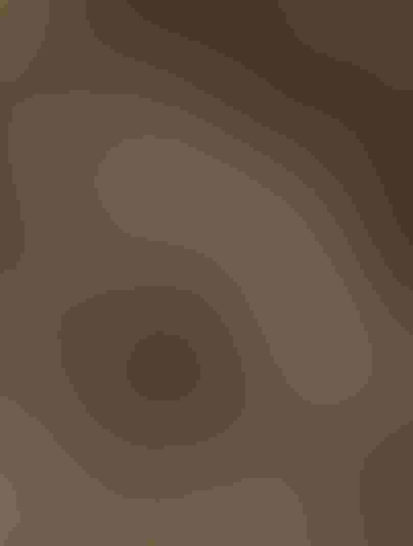 In varying warm brown earth tones, a sheer and crumbling rocky cliff houses multiple Black-legged Kittiwakes and their nests. A near-white Arctic fox walks below, its color mirroring the white on the birds and their guano.