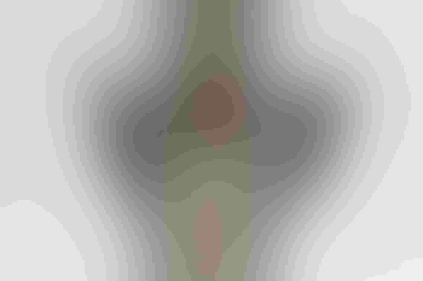 Pileated Woodpecker parents perch on either side of a nest hole in a dead tree. The heads of three chicks are visible from the hole, bills open to receive food, their red crests standing out against a gray background in a near-symmetrical image.