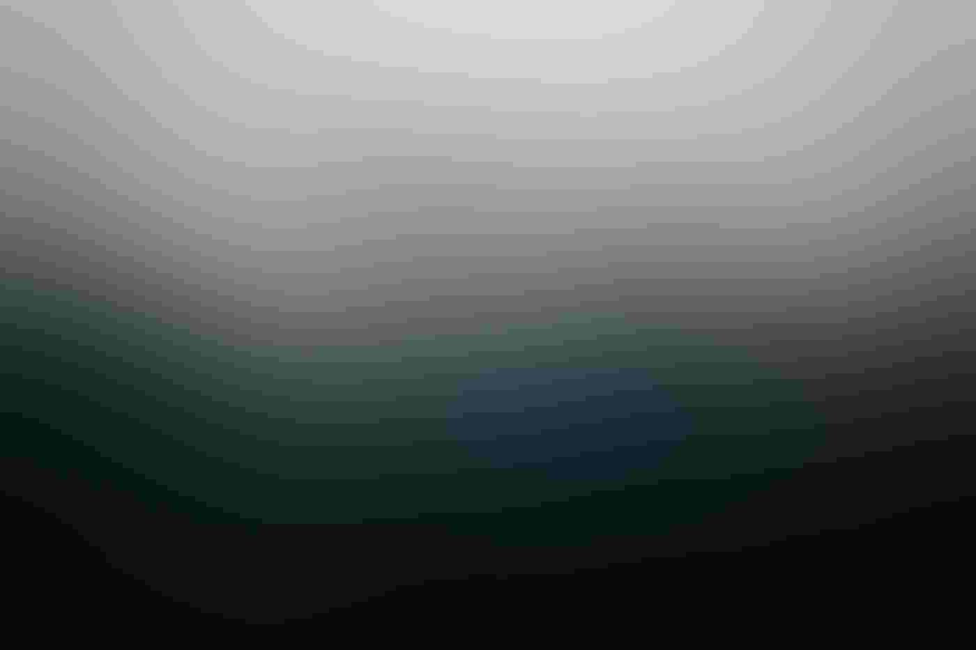 An Osprey is in flight, small in the upper left of the frame, with pine trees and fog framing the background in dark green and faded gray. The bird’s contrasting white and dark brown plumage is exposed with one wing extended in the air.