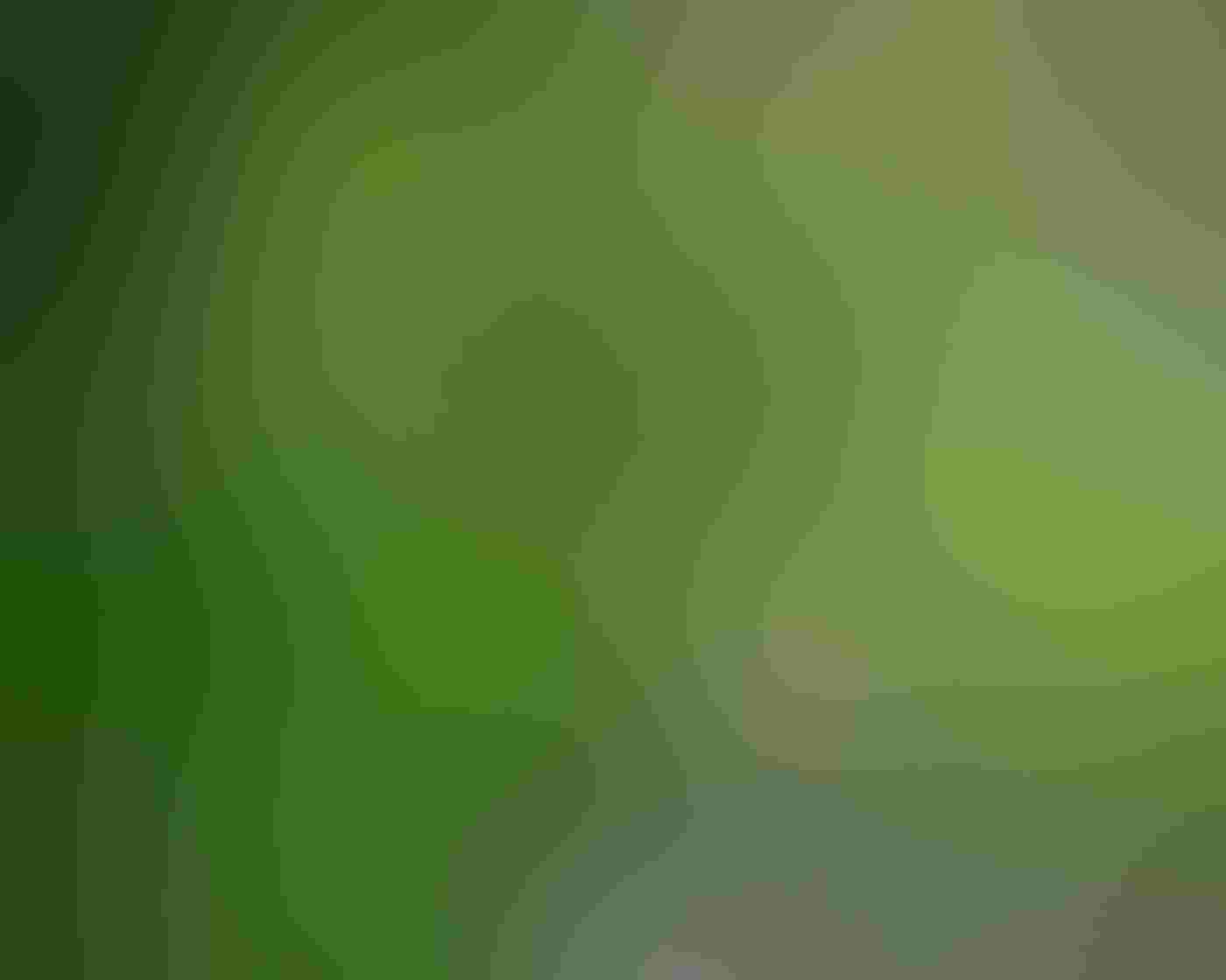 A House Wren perches on an old wooden fence, its beak clasping a freshly caught insect, tail standing straight up, and flank feathers fluffed out. The brown of the bird stands out against a tree’s green leaves and blurred emerald green background.