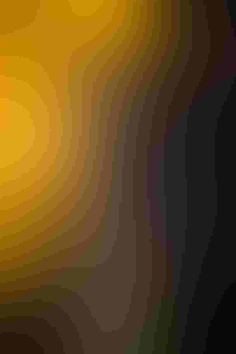 A red-morph Eastern Screech-Owl peeks out from a tree cavity. The owl is very small in the frame, yet stands out because of its bright orange feathers. On the left, blurred foliage lit golden from the early morning sunlight fills the frame.