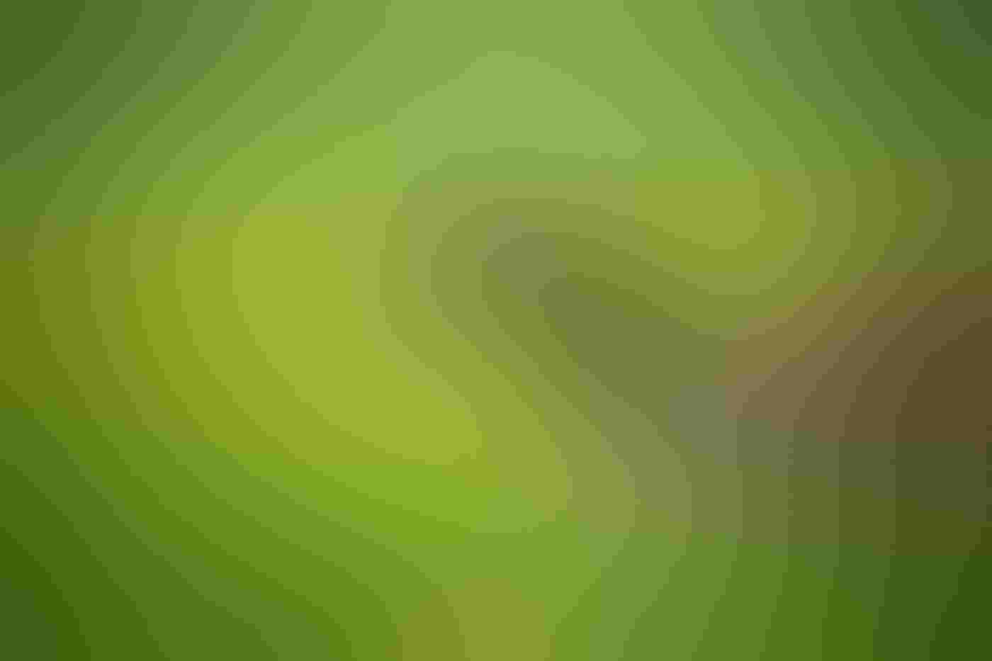 A Canada Goose sits in bright green grass, its black and white head in the middle of the frame and its body extending to the right. The grass is covered in water droplets and the goose’s bill is open.