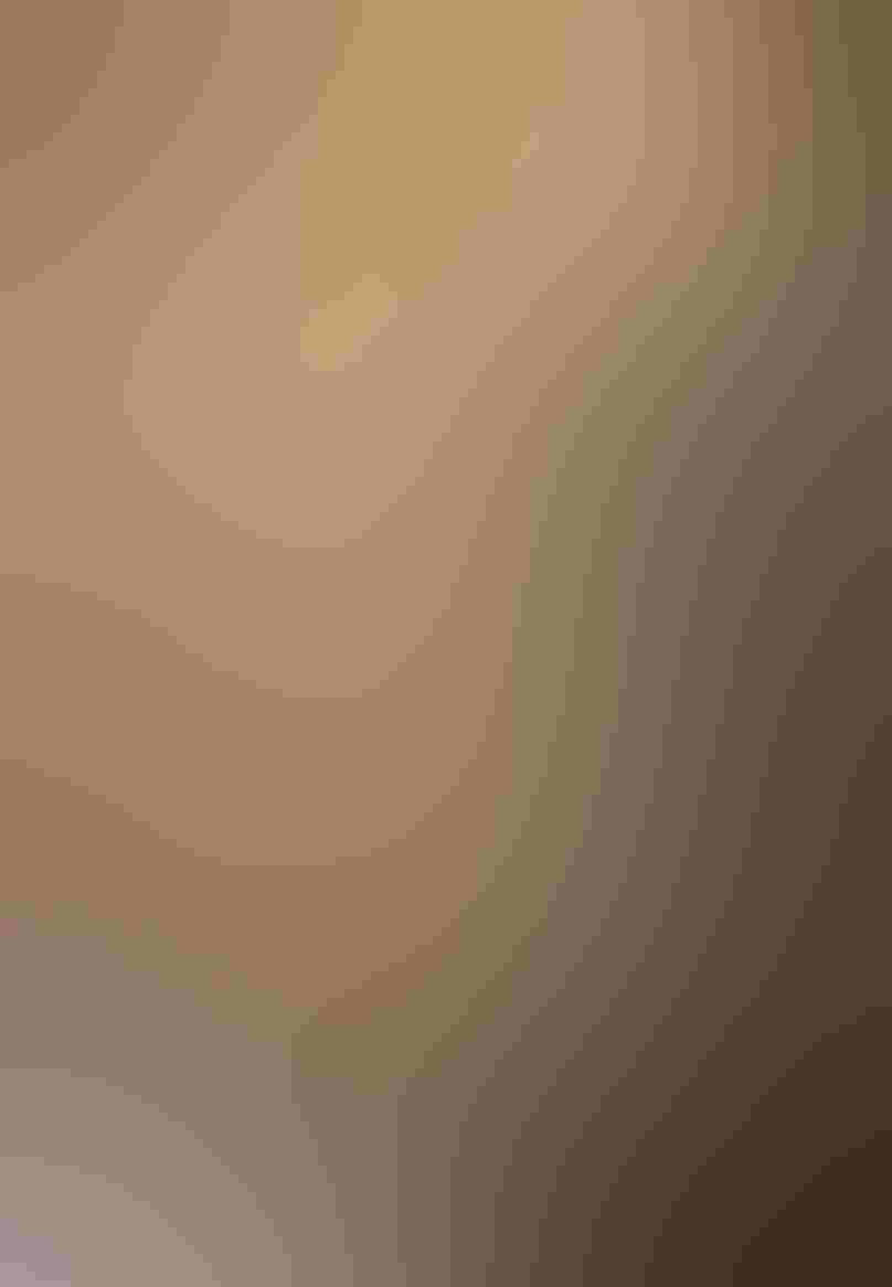 A Western Gull perches in profile on a steep cliff that juts over the ocean. The bird stands out against the tall gray cliffs around it, the sea spray illuminated in yellow sunlight.