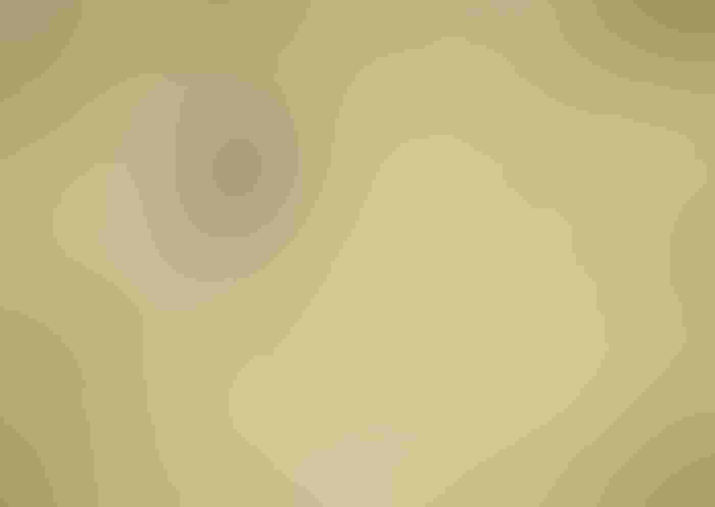 A Variable Oystercatcher stands in profile, body obscured in a sea of green grass stalks and puffy white flowers. The bird’s black head, orange bill, and red eye stand out against the pastel hues of the field.