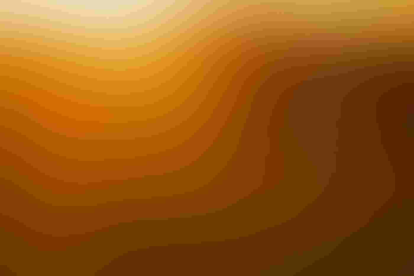 Two Common Terns fly over tall grass, their wings extended. One bird seems to chase the other. The birds’ feathers are backlit and the tall grass seems to be glowing orange from the reflection of the sun.