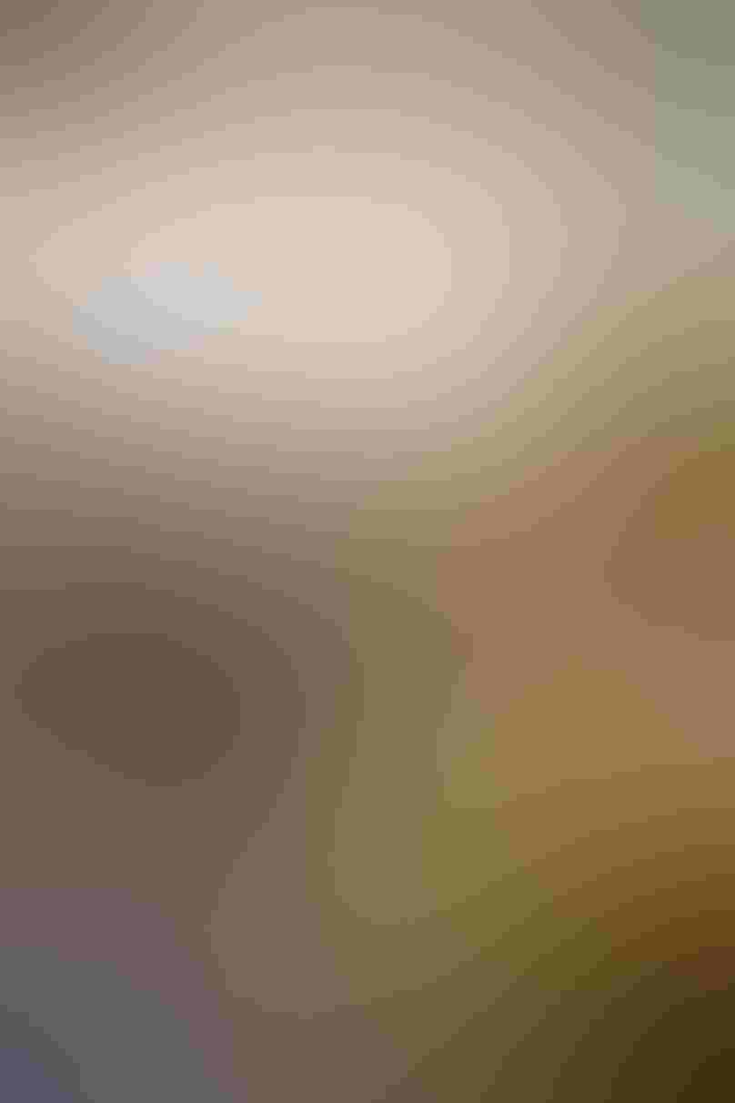 A Wilson’s Snipe, a brown shorebird with a white belly and a long bill, stands at the edge of a puddle. The water reflects the bird, whose plumage blends in with the blurred vegetation and snow in the background. Blurred grasses frame the lower right-hand