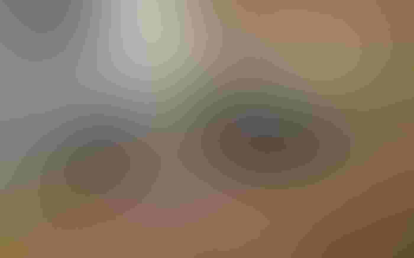 A female Peregrine Falcon bends to feed one of three eyases from a bloody catch. The birds stand on dense and springy-looking red and green ground cover. The two young falcons not being fed look on, one bent down and calling to its mother.