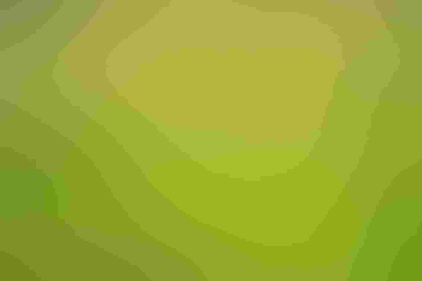 A Grasshopper Sparrow peers out from its perch in a chain link fence, which fills the frame, a field of green behind it. The sparrow’s orange face is in in three-quarter profile, its body taking up one square of the fence in the upper-right quadrant.