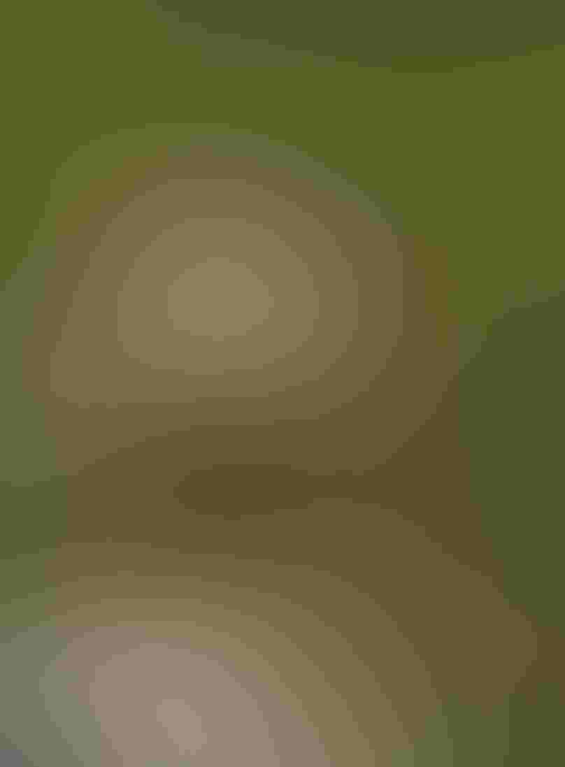 A yellow and light brown duckling faces the camera as it extends one leg and wing. The duckling stands in water that reflects the green of the surrounding forest.