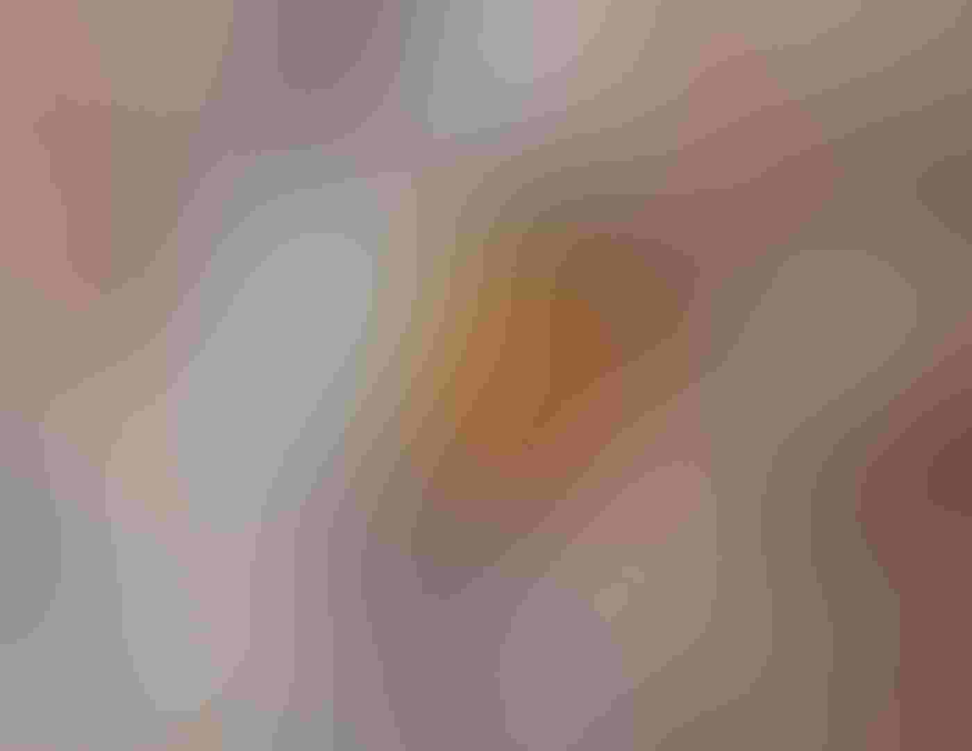 An American Robin perches on a crabapple branch, its head turned to the left, a bright red fruit in its bill. Other fruit-laden branches blur behind the rusty red-breasted bird.