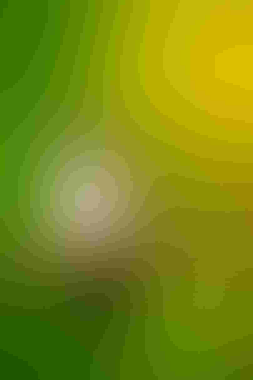 A hummingbird with a green head and white body perches on a branch. The hummingbird’s head is facing down as it puts one foot in its bill. The hummingbird’s feathers stand out against a green and yellow background.