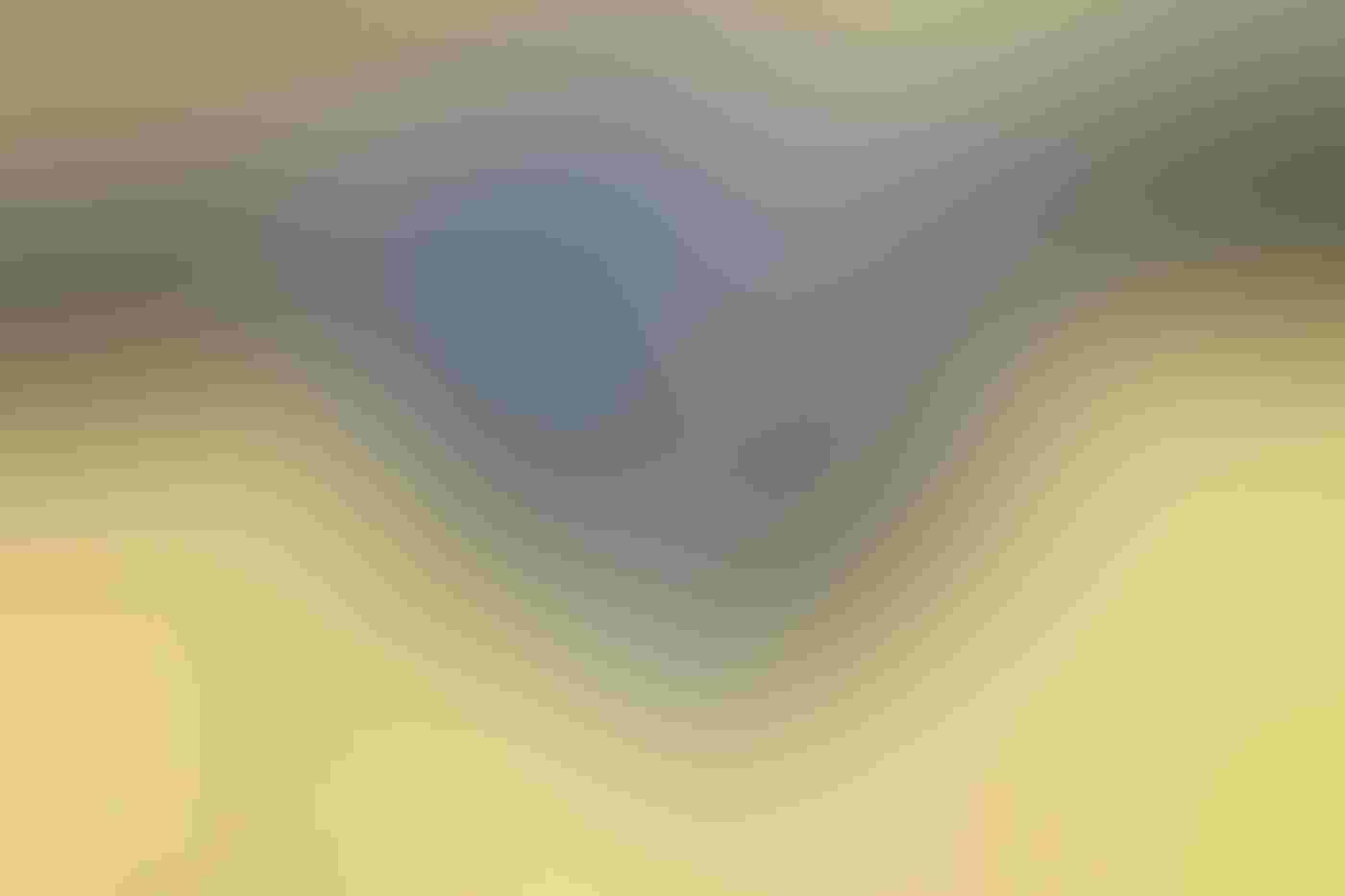 A Great Gray Owl flies directly toward the camera, a gopher clutched in its bill and its wings extending out-of-frame on either side. Its bright yellow eyes stand out against blue-gray feathers and mirror the yellowish background.