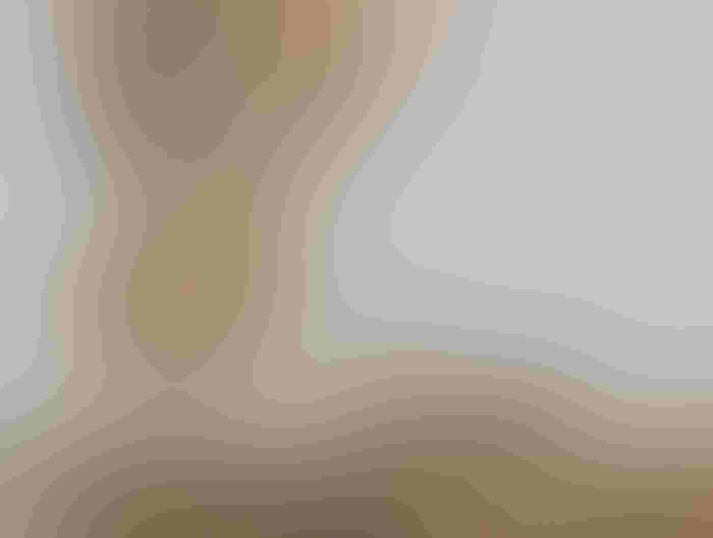 An Osprey faces two chicks in a nest, its wings above its head and a small yellow fish in its talons. Twigs from the nest line the bottom of the image. One chick faces the lens while the other faces the descending adult bird against a gray background.