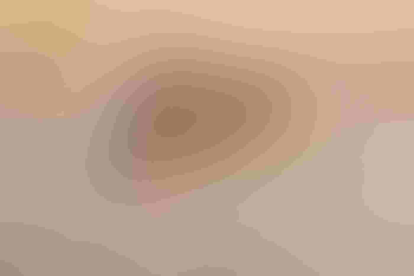 A Lesser Prairie-Chicken, its wings outspread on a diagonal, hovers in the air above beige grasses. Just below its higher left wing, a Greater Prairie-Chicken also hangs mid-jump, head aimed at the smaller bird’s belly.