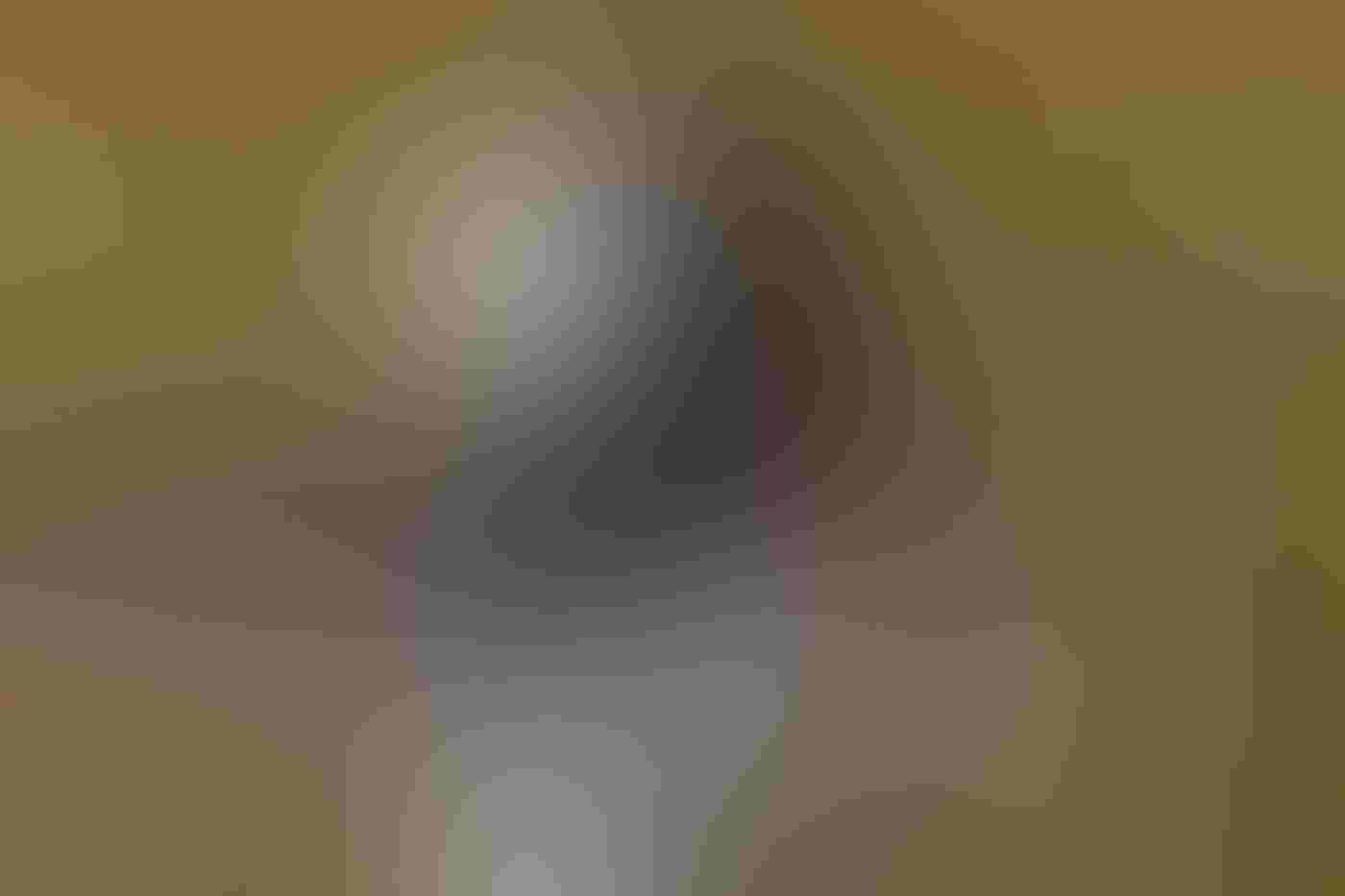 A Hooded Merganser in profile holds a crawfish in his bill as he swims in the water. The merganser’s white and black head stands out against the blurred green background.