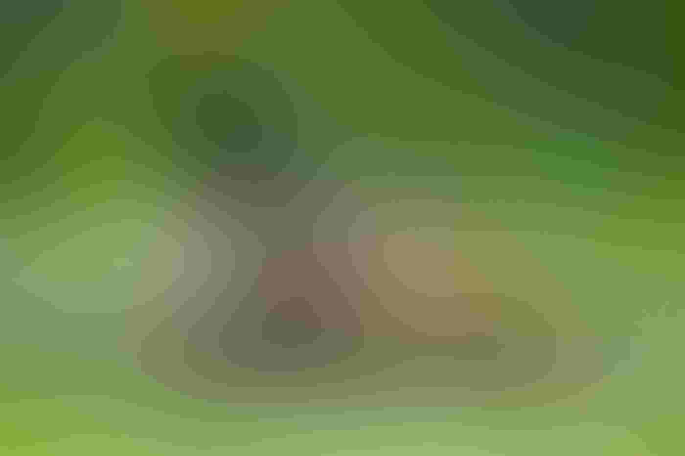 Canada Geese goslings run facing away from the camera, showing their yellow heads and brown backs in the lower right of the frame. Blurred in the background is one of their parents in brown and black plumage. Greenery fills the foreground and background.