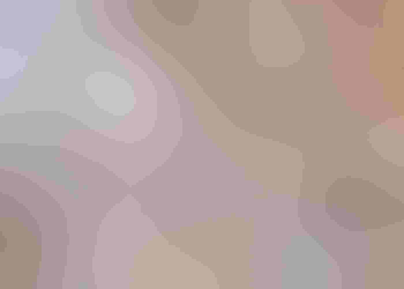 A Long-tailed Tit with wings fanned in front flies next to an icicle hanging from a maple tree. The bird’s white head mirrors the color of the icicle, and its tail curves up behind it. A branch extends into the frame against a blurred brown background.