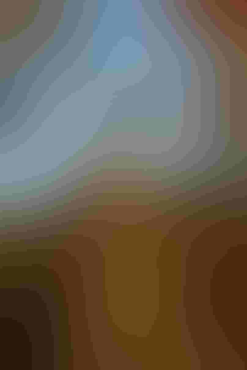 A cypress tree stands in the center of the frame, draped with Spanish moss over the trunk and branches. At the top of the tree, over a dozen Double-breasted Cormorants perch. The birds face different directions, some holding their wings out to dry.