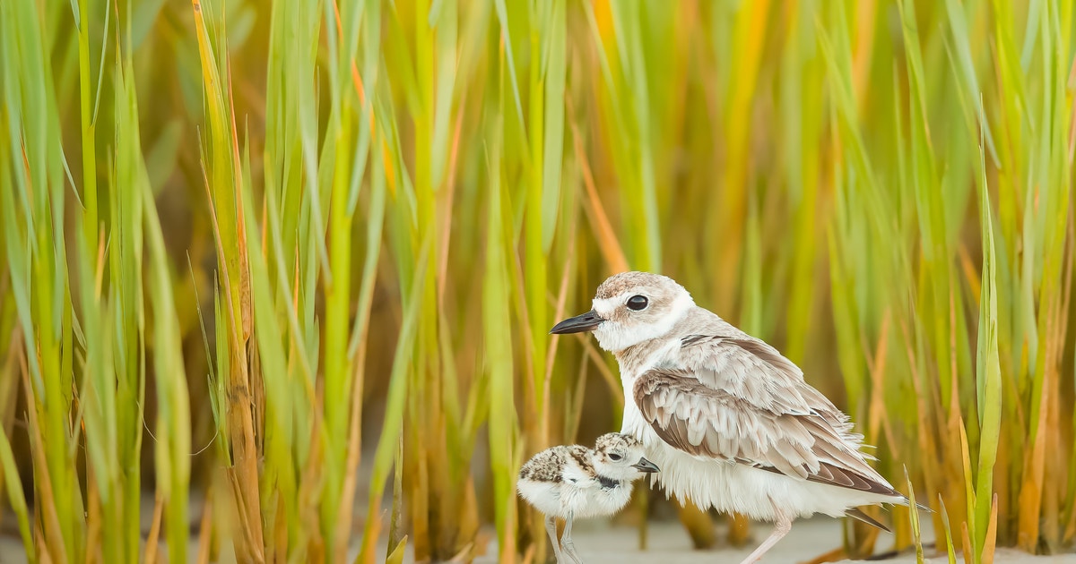 Shorebird Stewardship Report 2025