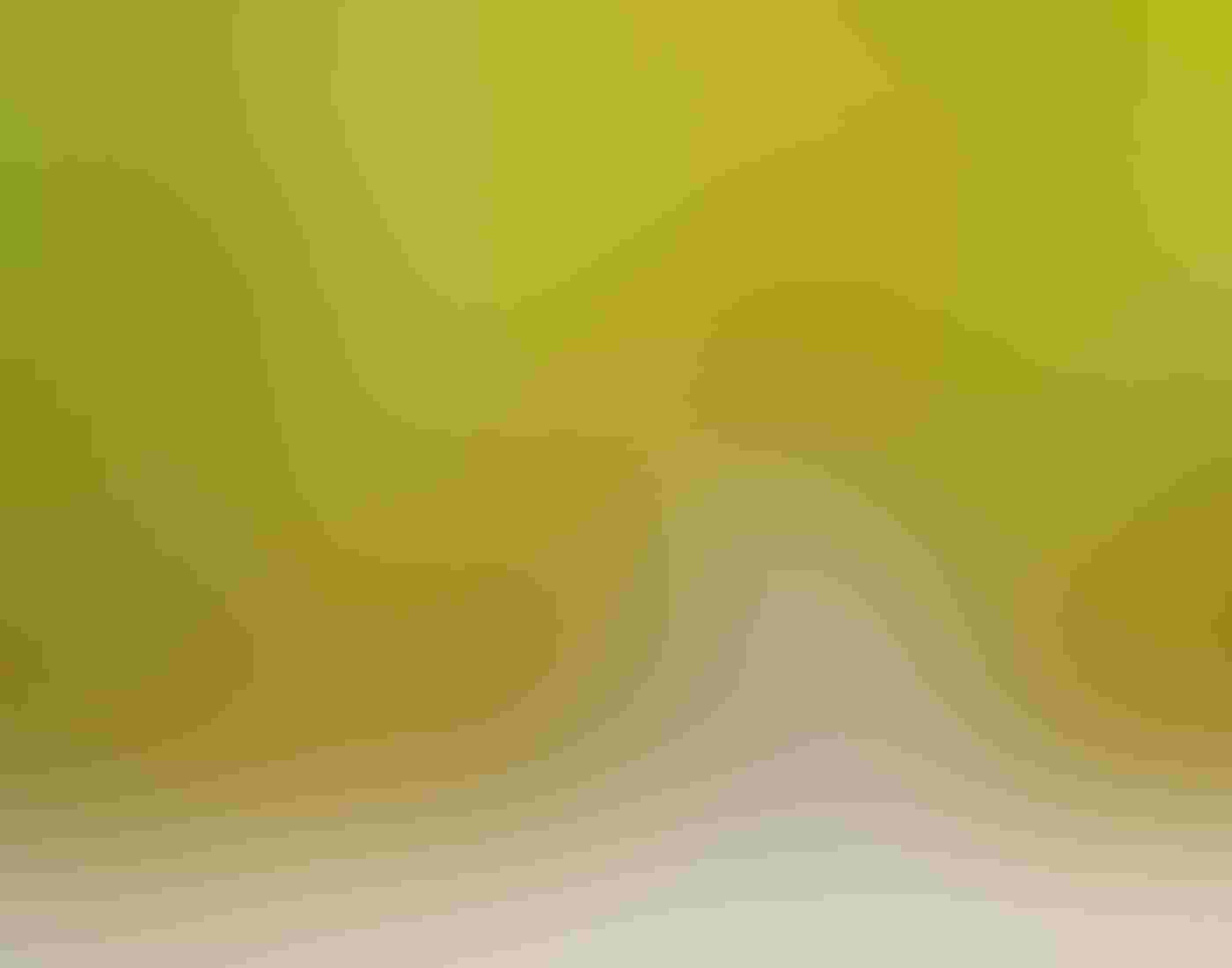 A Wilson’s Plover stands in profile facing its chick, which is less than half the adult’s size. The two birds with their white and light brown plumage appear to huddle together on the beach, as blurred bright green grasses form a wall behind them.