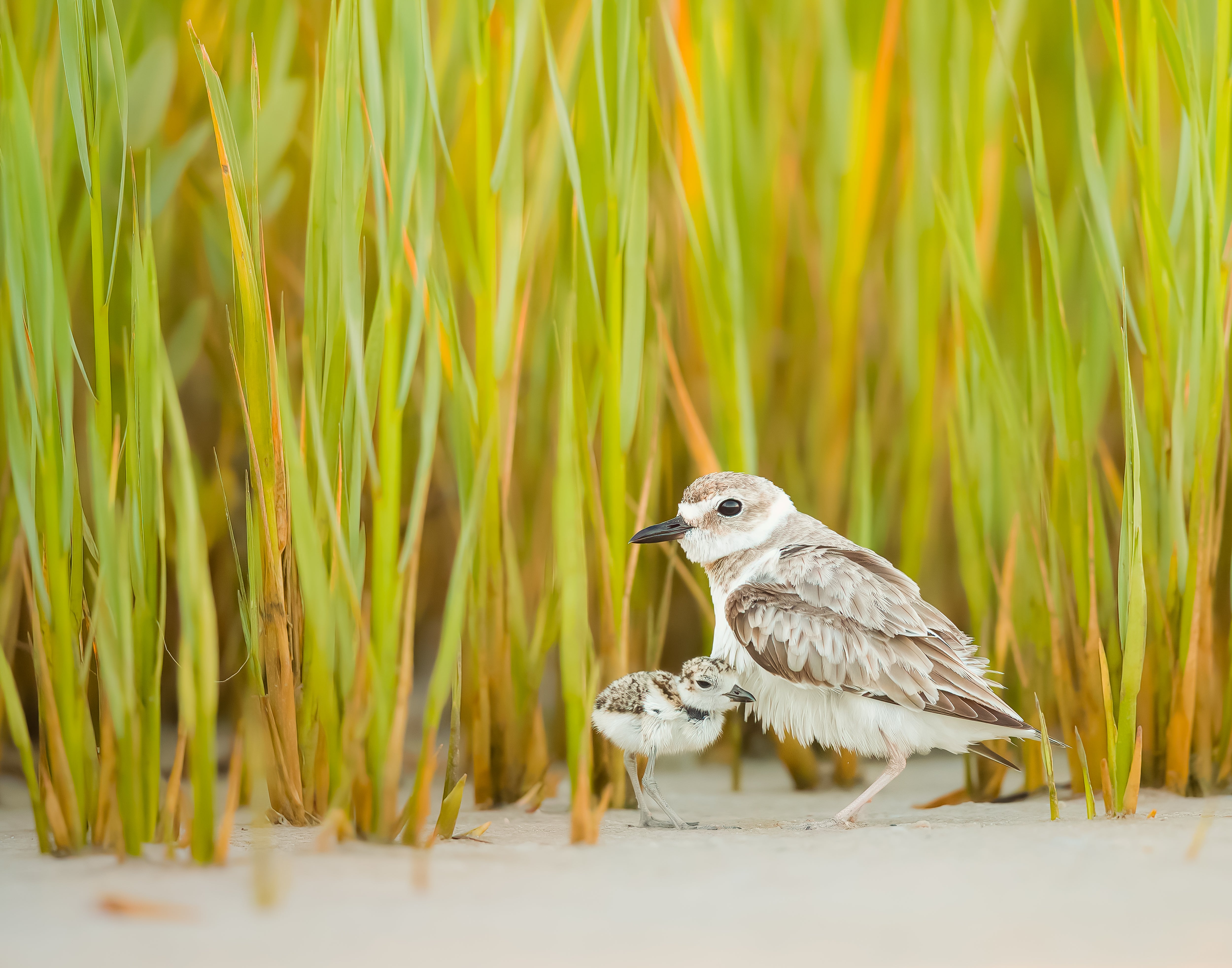 Shorebird Stewardship Report 2025 | Audubon