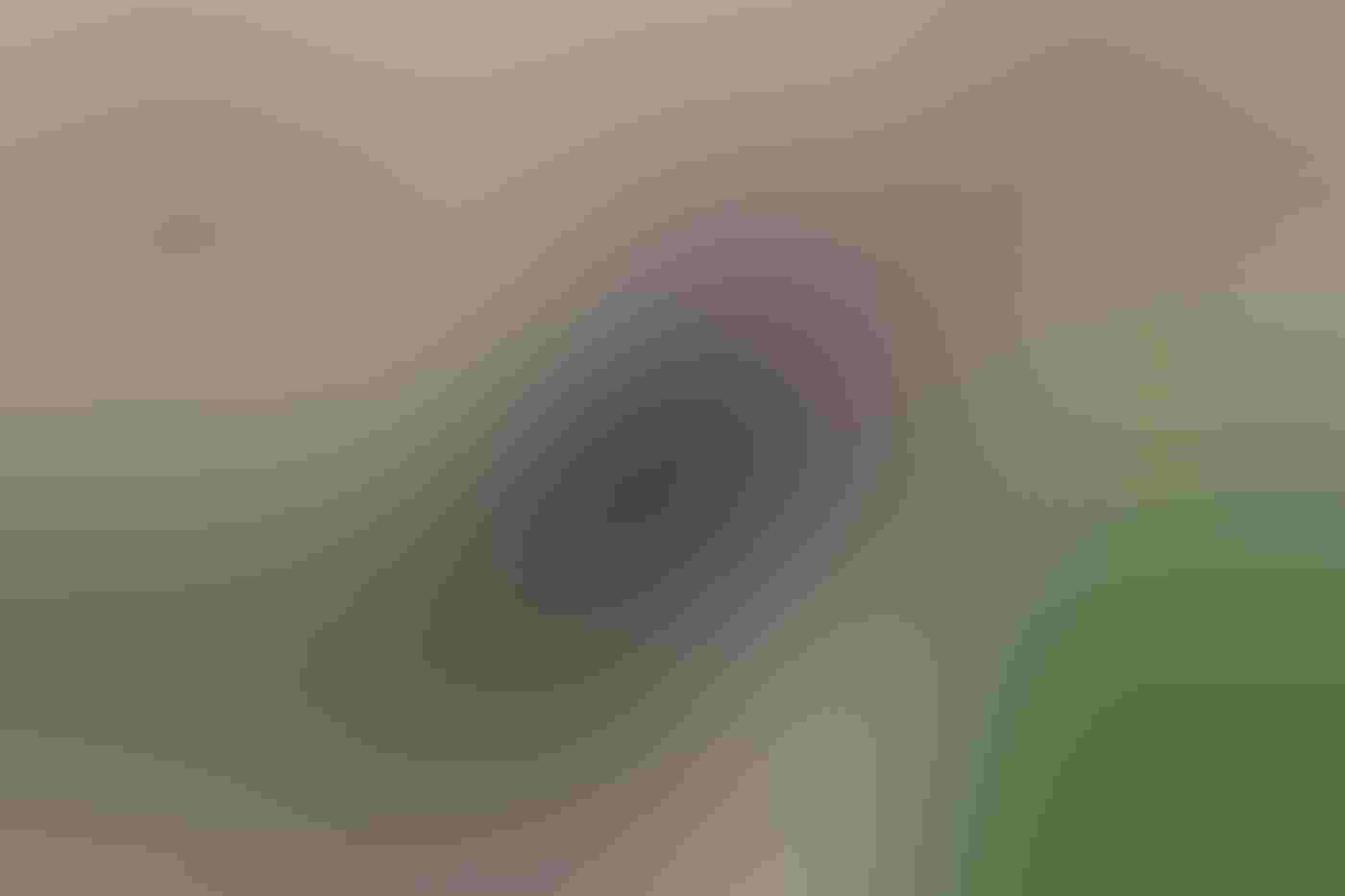 A Purplish Jay stands on the back of a brocket deer. The deer looks just to the right of the lens, the bird bent over the deer’s eye, holding its rheum in its bill. The two stand against a blurred green background.