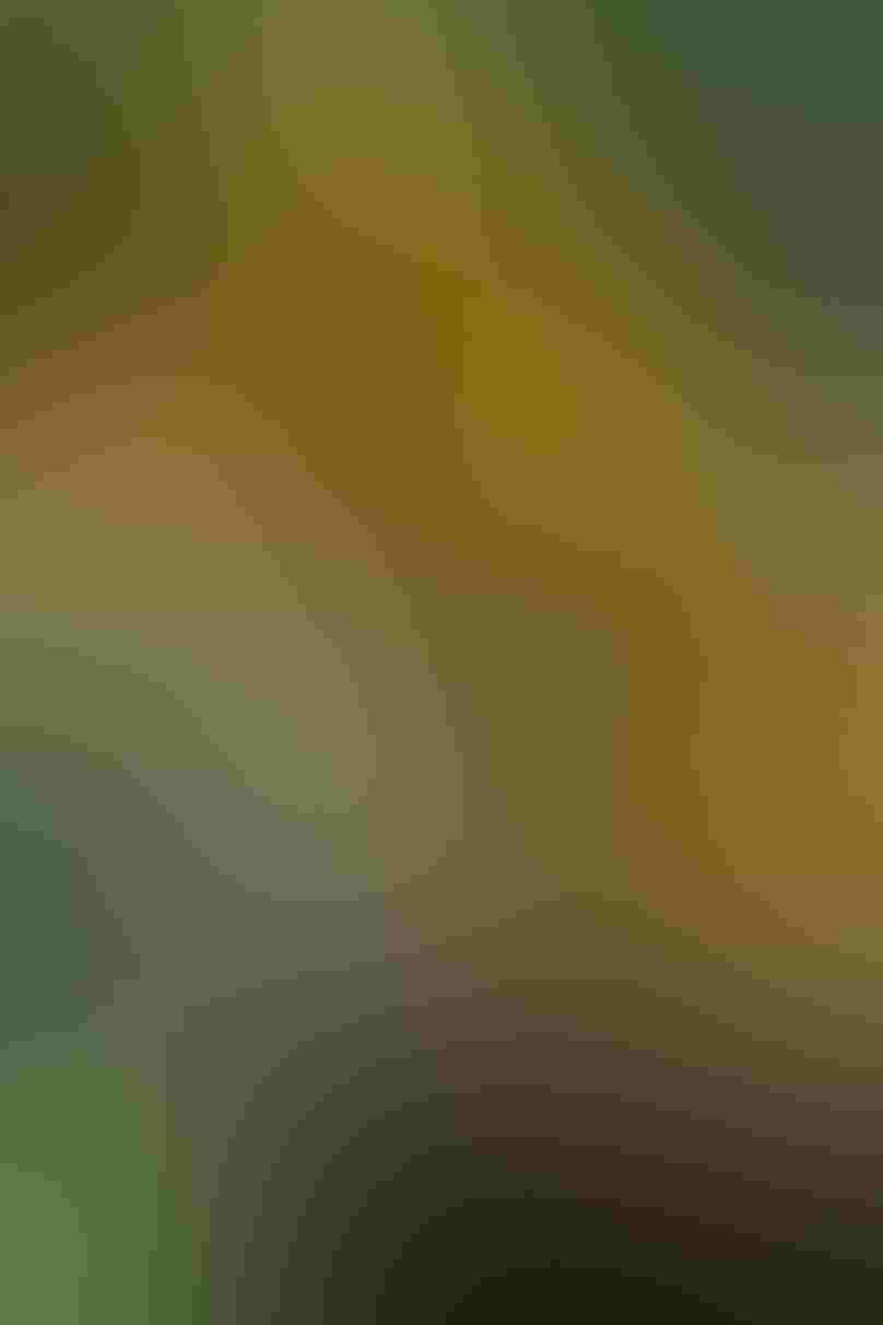 A Red-shouldered Hawk perches on one foot on a dead tree snag, its head turned in profile and its feathers in shades of brown. The background shows the greenery and browns of the forest mixed with patches of orange from the setting sun.