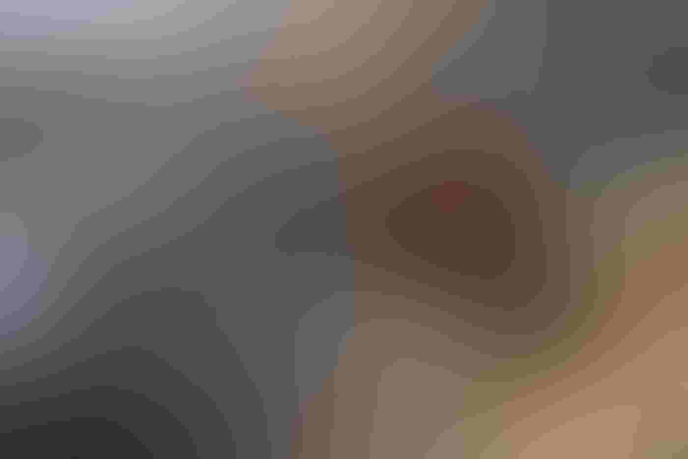 A female Torrent Duck with an orange-brown chest, black plumage on her head, back and tail, and a red beak looks back, perfectly still in the middle of a fast-flowing stream. The water appears as a blur in the image with tones of yellow, black, and blue.