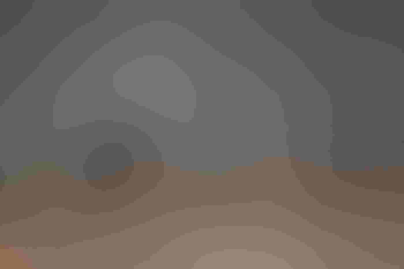 A Red-winged Blackbird perches in profile with its beak open, singing on one of the orange hibiscus stems that dot the foreground. A slight backlight highlights the birds’ misty breath curling skyward in front of a blurred brown and gray background.