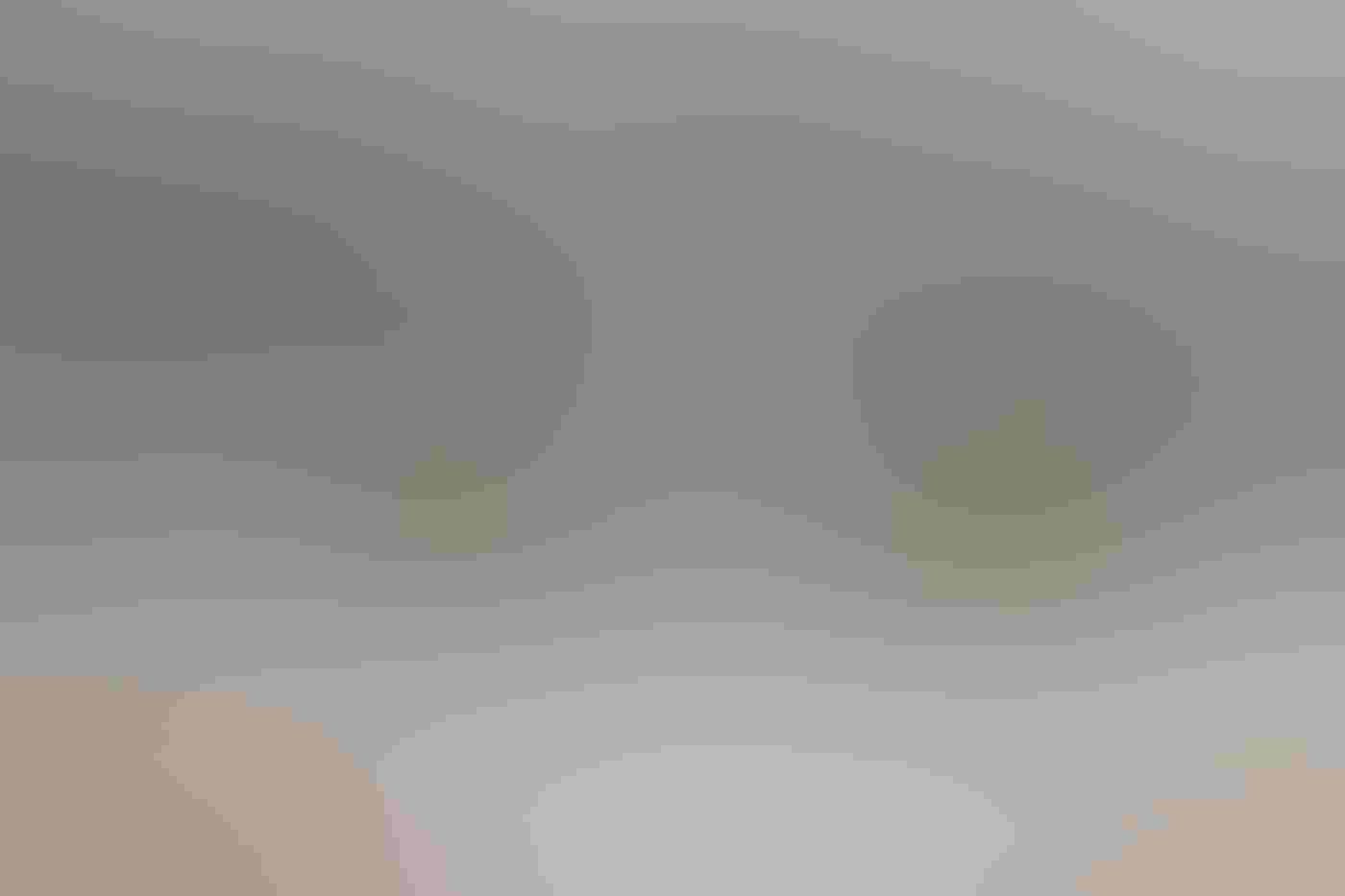 A small-in-frame juvenile Bald Eagle soars right-to-left across a foggy, gray landscape, appearing as a silhouette. The eagle’s wings are outstretched and lifted in a “V” shape. It is framed by two spindly, bare oak trees.