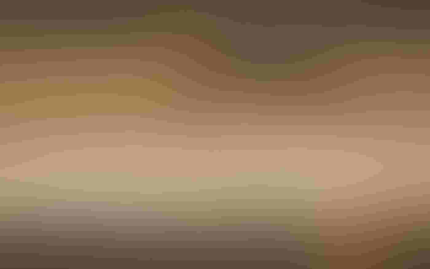 An American Avocet stands in profile. Its blueish legs, white body, black wings, and reddish-brown head face left. It appears to stretch like a ballerina on a mud flat in the warm afternoon light, one leg extended behind it against a blurred background.