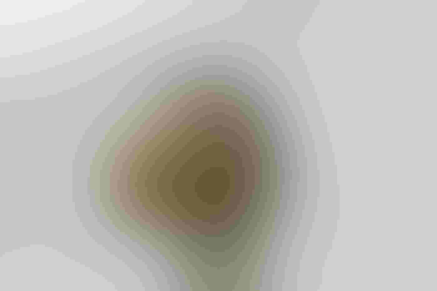 A Northern Flicker perches in profile on a fence post in the center of the frame with its wings stretched forward. The posture exposes the yellow outline of each wing feather. The bird’s bill is tucked under its wing, eye closed.