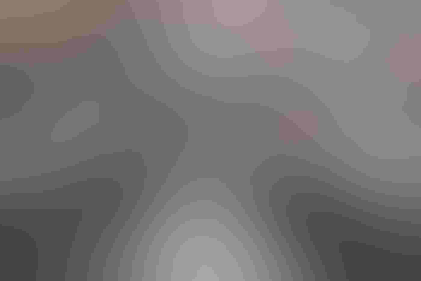 Two male Sharp-Tailed Grouse face each other, the image taken over the back of one and eye-to-eye with the other. Their gray, brown, and white feathers blend in with the blurred grasses behind them, yellow eyebrows standing out against the neutral hues.