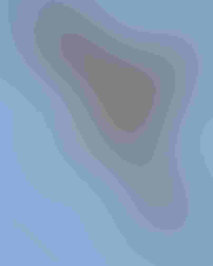 A Brown Pelican’s wings extend from one corner of the image to another, its bill open and gular sac like a balloon. A Peregrine Falcon with its wings above it grasps the pelican’s stomach with its talons against a blue background.