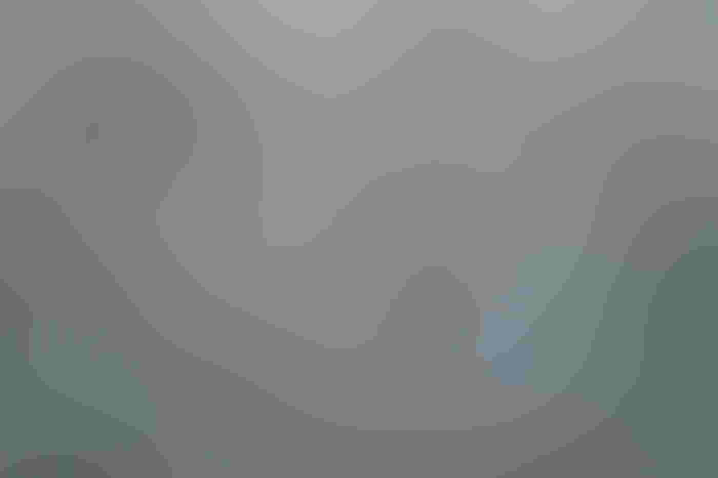 A flock of Snow Geese fills the frame, seemingly flying to the right. Most of their black-tipped white wings are blurred, their necks stretched out. In the lower left of the frame the birds are almost completely blurred into a smudge of gray.