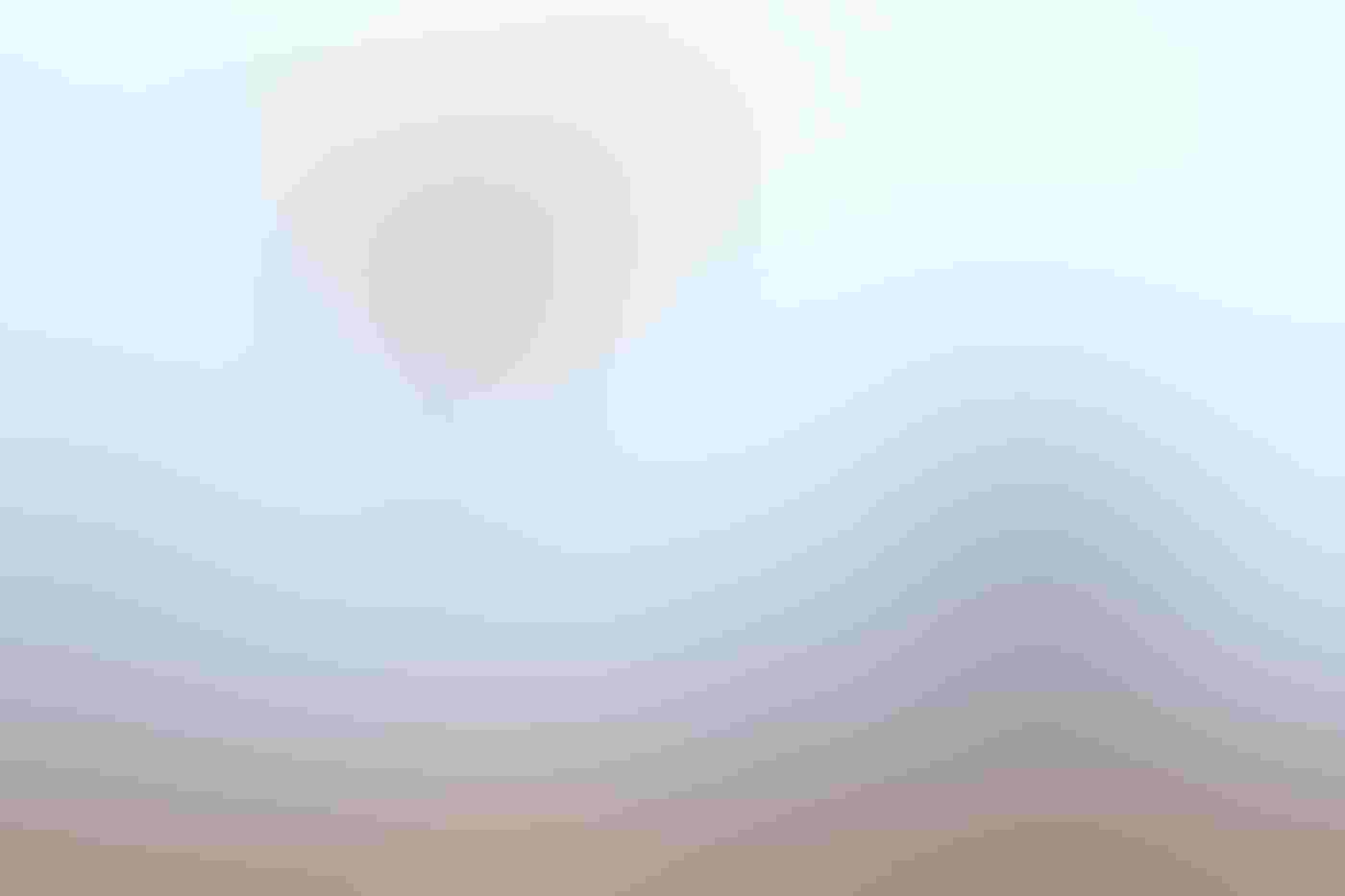 In a field of dried yellow grasses and flowers, a Short-eared Owl perches atop the tallest stalk of mullein. Its wings, mostly white, with brown specks, are spread wide. Behind are bare trees, blurred and blue in the impending winter sunset.