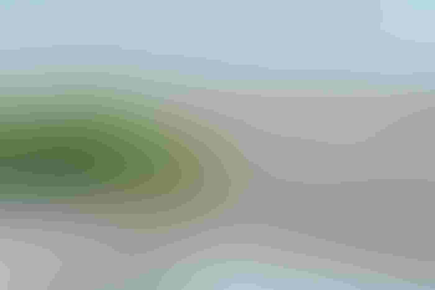 In the foreground, hundreds of white geese stand in marshy ponds. In the distance, thousands of birds fly at various elevations, a layer near the ground so thick that it blocks out the sky.