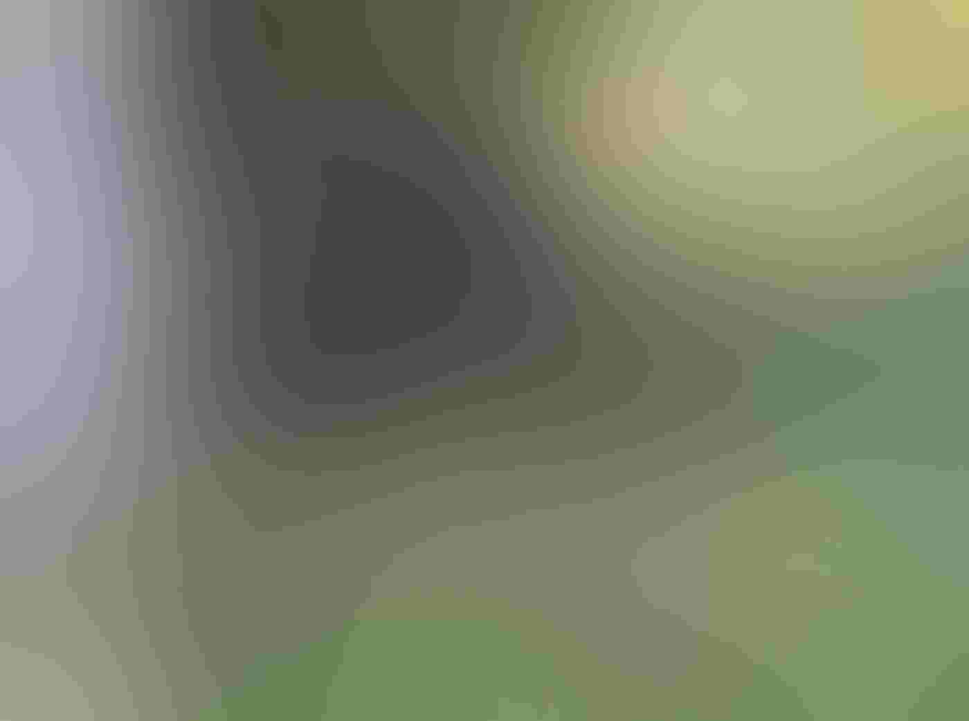 A male Spruce Grouse perches on a branch against a blurred forest background. His black, orange-tipped feathers are fanned out behind him in a display, and his bright red eyebrows accentuate his gaze.