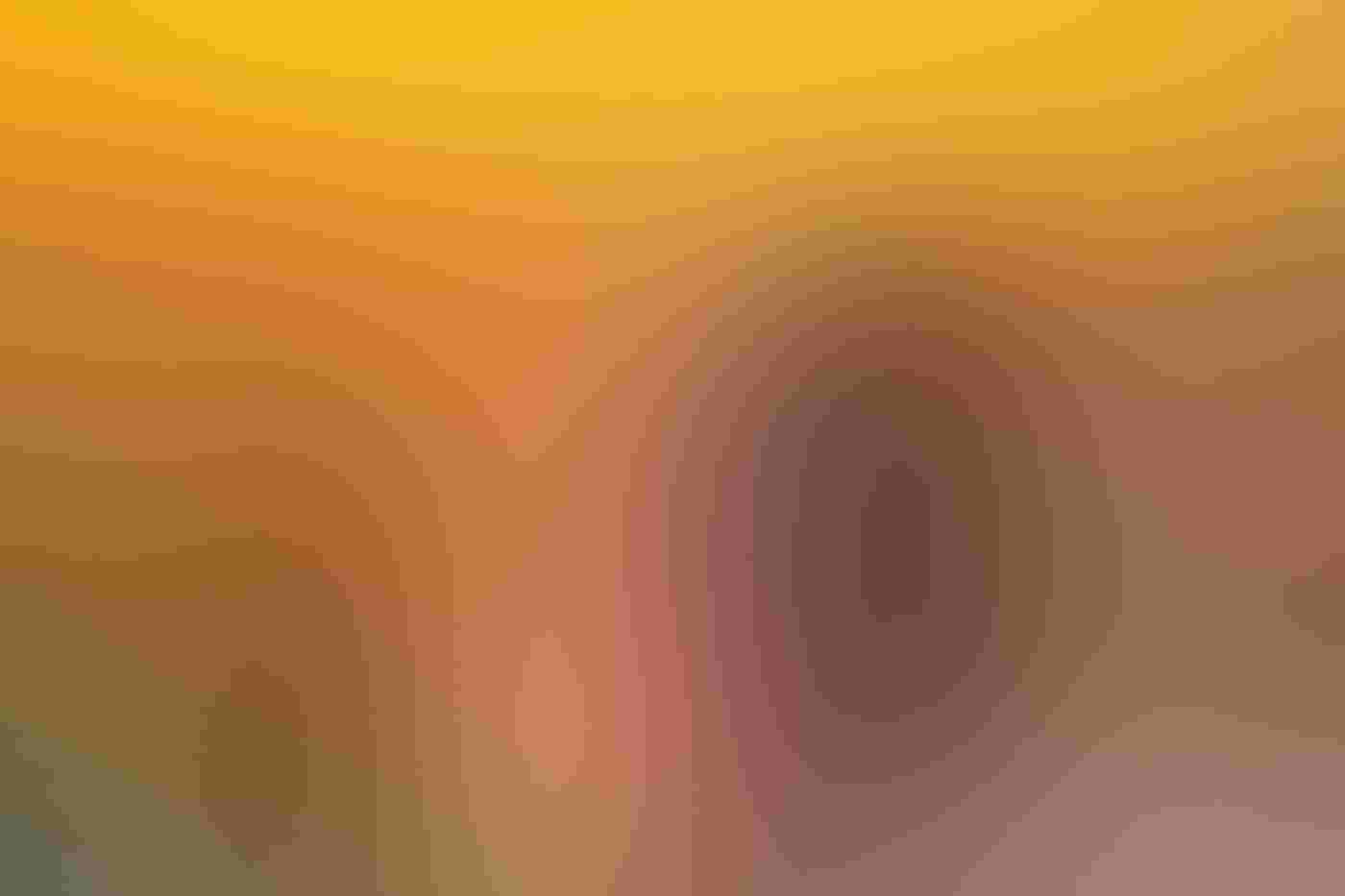 A red-eyed, brick-colored male Cinnamon Teal faces in profile to the left as it sits in the water. Reds, yellows, and purples appear in alternating bands on the water, the duck’s body reflected on the wavy surface.