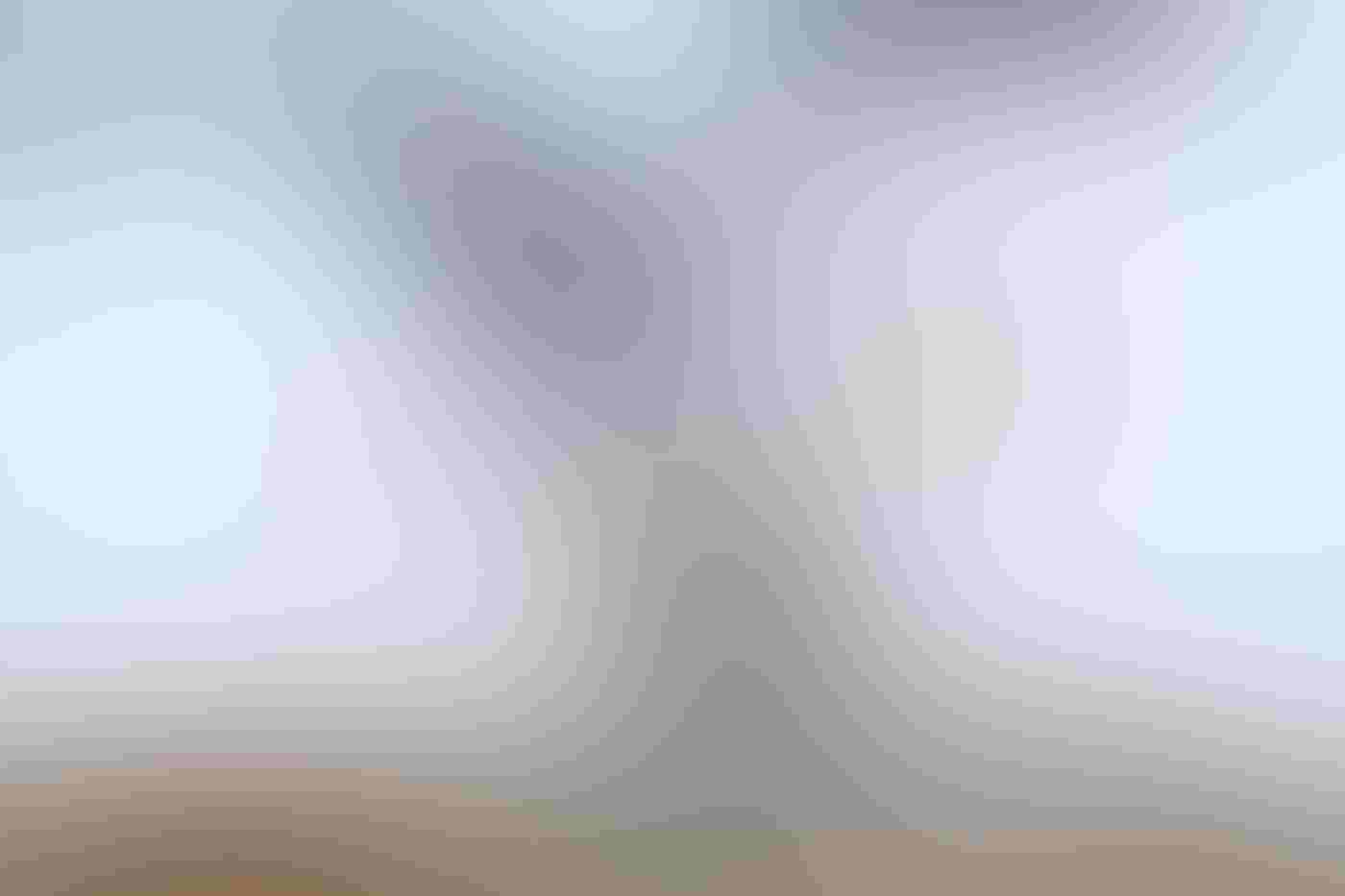 A Western Gull with its wings outstretched, bill open, and head facing down has its leg on the neck of a black and white spotted Western Gull chick, the two standing atop a rocky area.