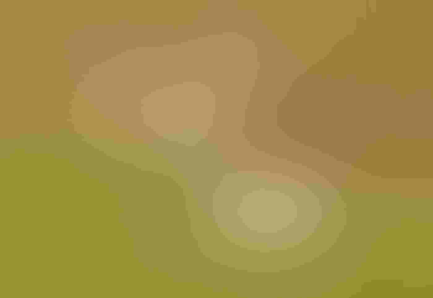 Two White-tailed Kites fly in mid-air facing the camera, wings outstretched and illuminated by a setting sun against a blurred green and orange background. The female’s red eyes are fixed on the male hovering above her with a vole clenched in his talons.