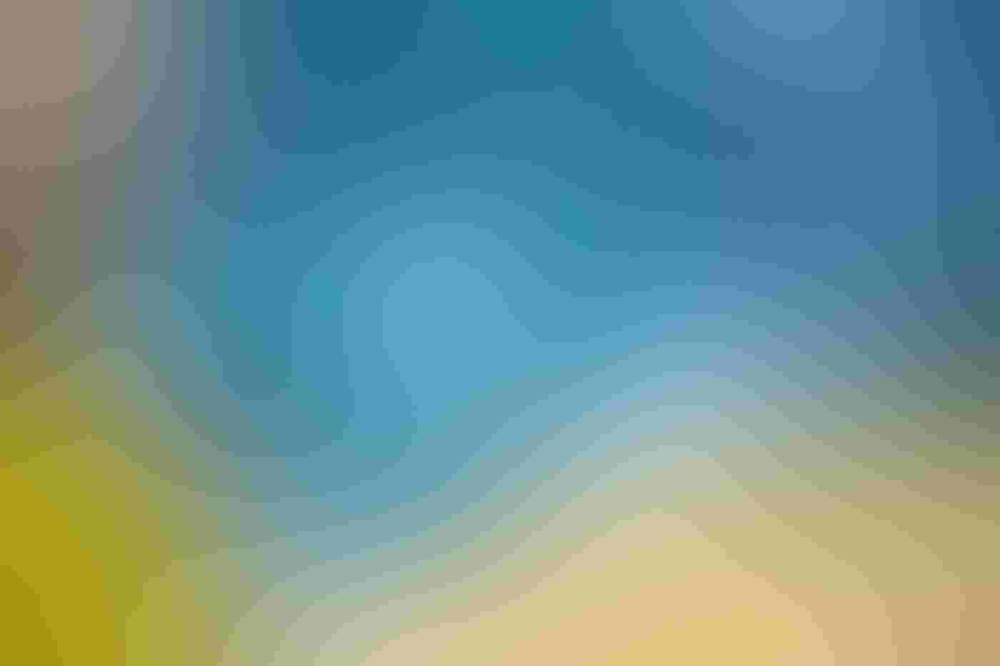 A Common Murre perches on a cliff face in the left part of the image, looking at the camera. The bird is flanked by golden grass with a blue ocean blurred in the background. The bird is two-toned, its head, neck and back slate gray and its stomach white.