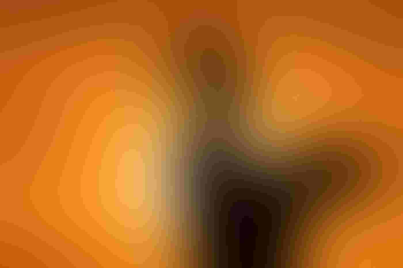 The dark silhouette of a Flightless Cormorant in profile stands in front of the sun, its wing stretched back behind it. The orange sky and pale sun serves as a sharp contrast to the backlit long-necked subject.