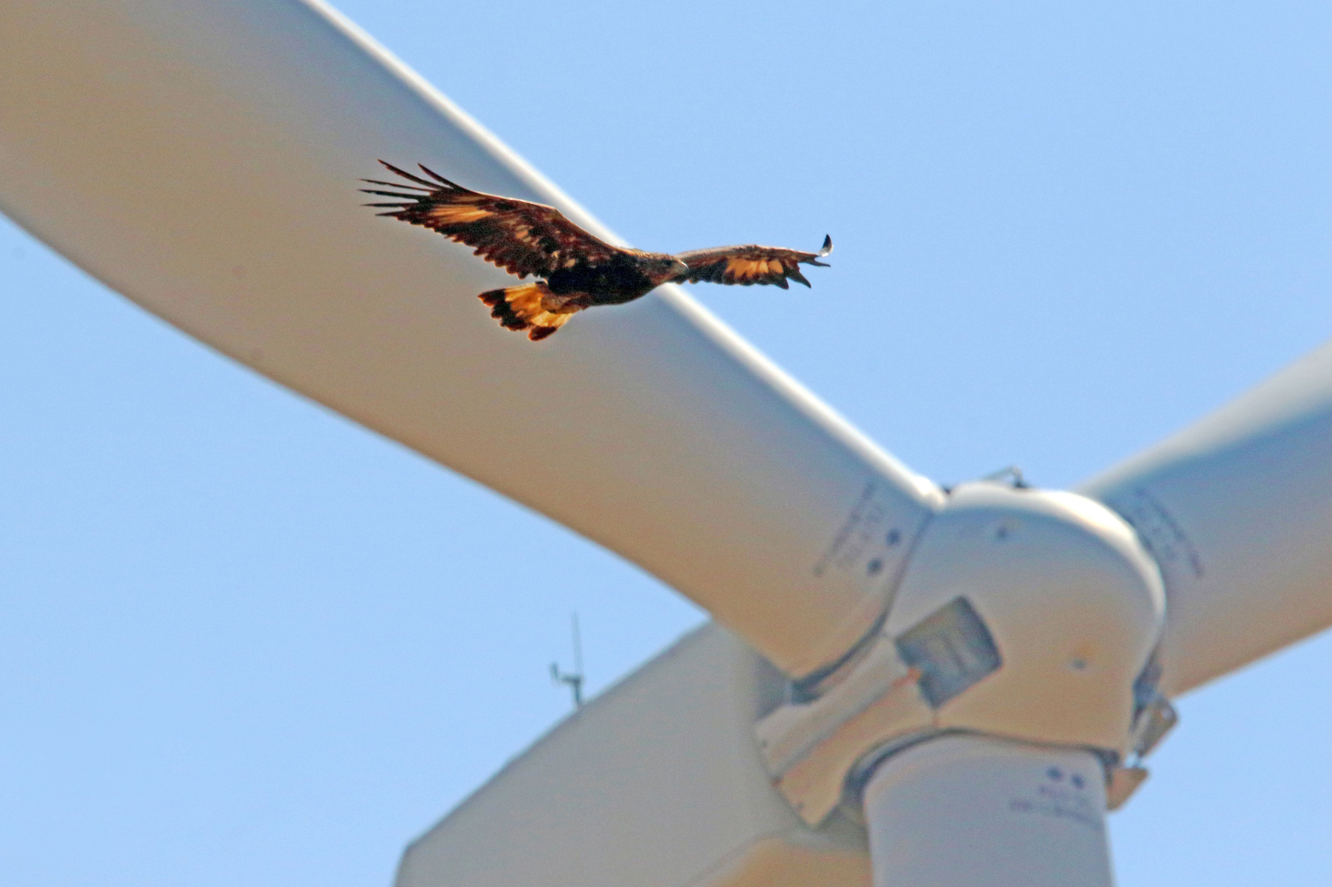A Golden Eagle soars past a wind turbine.